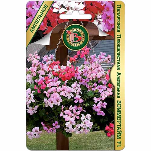 Пеларгония плющелистная ампельная Зоммертайм F1, смесь окрасок Биотехника изображение 1 артикул 84637