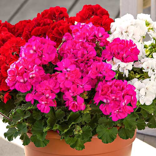 Пеларгония Ранний универсал, смесь окрасок изображение 1 артикул 69963