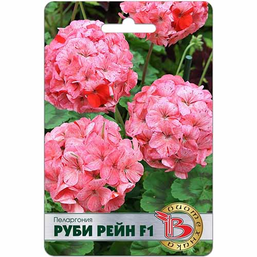 Пеларгония Руби Рейн F1 Биотехника артикул фото 1 Пеларгония Руби Рейн F1 Биотехника изображение 1 артикул 84638