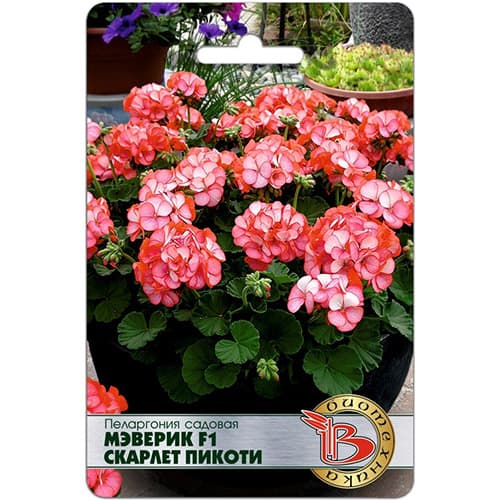 Пеларгония садовая Мэверик Скарлет Пикоти F1 Биотехника изображение 1 артикул 97346