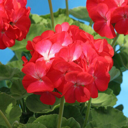 Пеларгония Венецианская роза F1 Premium Seeds изображение 1 артикул 83916