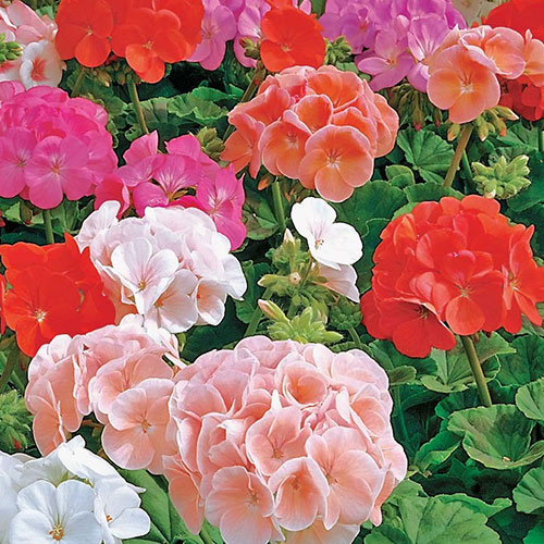 Пеларгония Венеция F1, смесь окрасок Premium Seeds изображение 1 артикул 83918