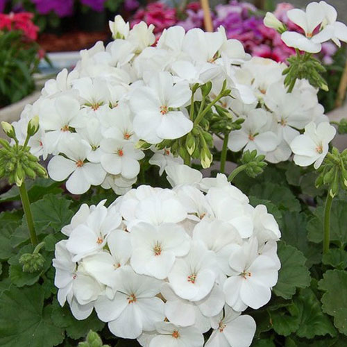 Пеларгония Венеция Вайт F1 Premium Seeds изображение 1 артикул 83917
