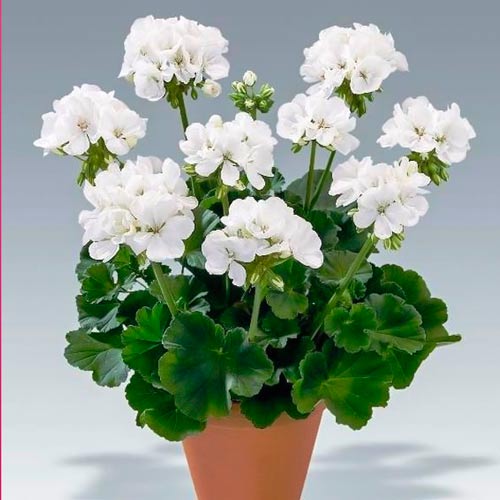 Пеларгония зональная Бланка F1 изображение 1 артикул 71348