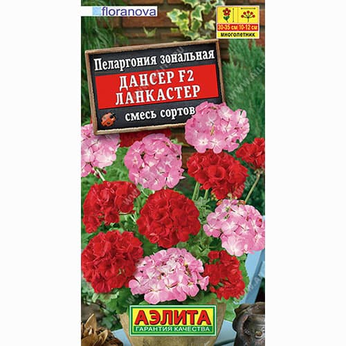 Пеларгония зональная Дансер Ланкастер F2, смесь окрасок Аэлита изображение 1 артикул 99023