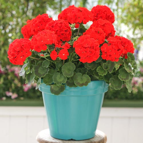 Пеларгония зональная Мулен Руж F1, семена артикул фото 1 Пеларгония зональная Мулен Руж F1, семена изображение 1 артикул 66166