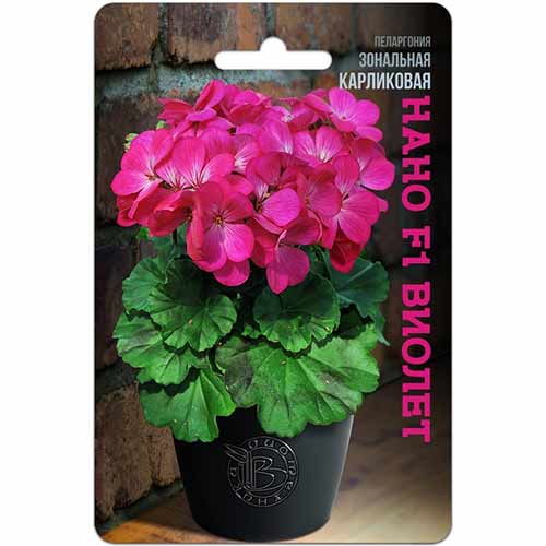 Пеларгония зональная карликовая Нано Виолет F1 Биотехника изображение 1 артикул 83981