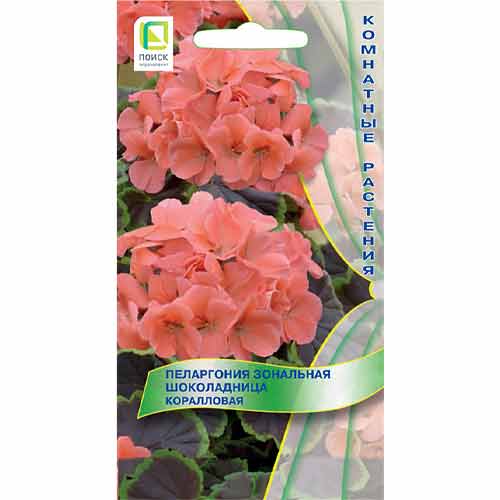 Пеларгония зональная Шоколадница Коралловая Поиск изображение 1 артикул 97886