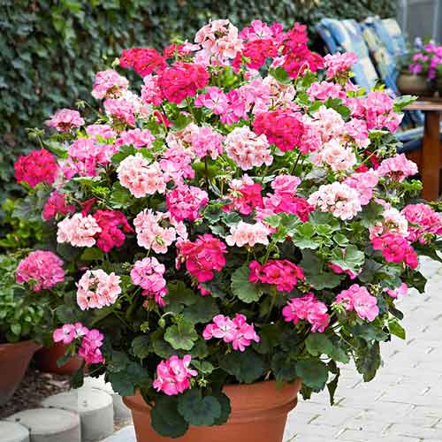 Пеларгония зональная Ягодный микс F1, смесь окрасок изображение 1 артикул 66167