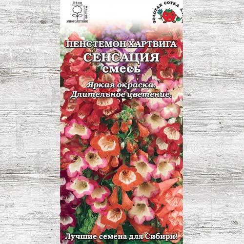 Пенстемон Хартвега Сенсация, смесь окрасок изображение 1 артикул 83723
