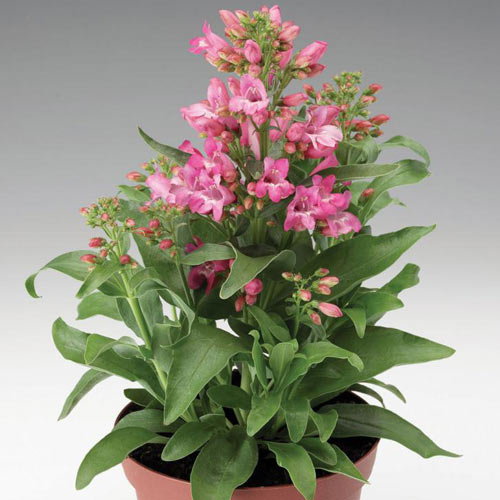 Пенстемон Роуз Шейдс артикул фото 1 Пенстемон Роуз Шейдс изображение 1 артикул 68742