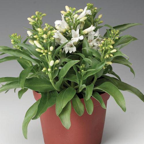 Пенстемон Уайт Шейдс артикул фото 1 Пенстемон Уайт Шейдс изображение 1 артикул 68743