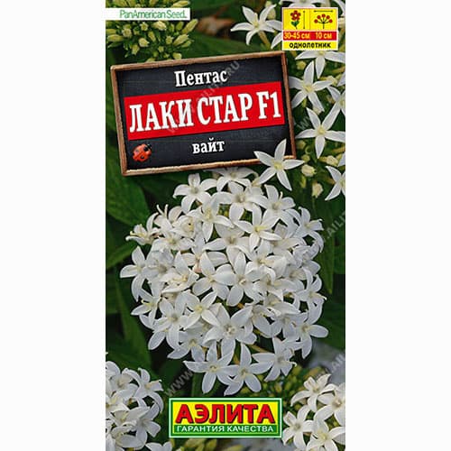 Пентас Лаки стар вайт F1 Аэлита артикул фото 1 Пентас Лаки стар вайт F1 Аэлита изображение 1 артикул 99027