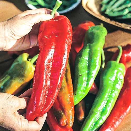 Перец сладкий Банановый десерт, семена изображение 1 артикул 65401