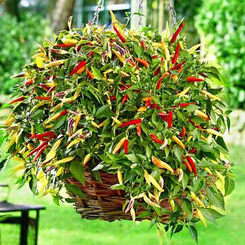 Перец кустарниковый Корзина пламени F1 изображение 1 артикул 65282