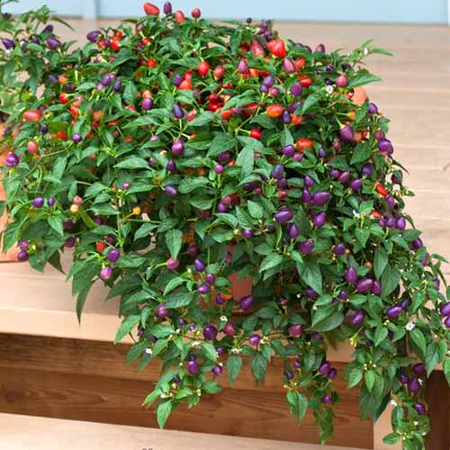 Перец кустарниковый Локо F1 изображение 1 артикул 65283