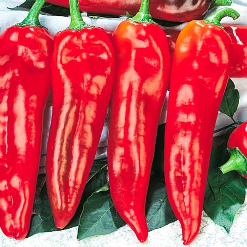 Перец острый Крокодил F1 изображение 1 артикул 71651