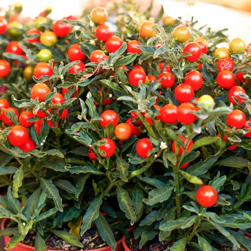 Перец острый кустарниковый Шары Седек изображение 1 артикул 71647