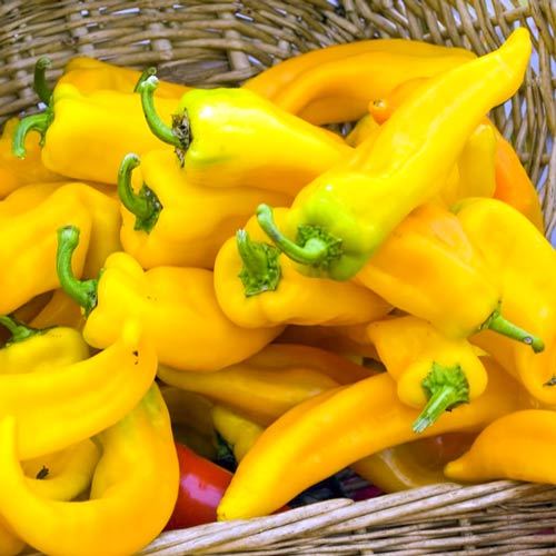 Перец острый Молния золотая F1 артикул фото 1 Перец острый Молния золотая F1 изображение 1 артикул 71653