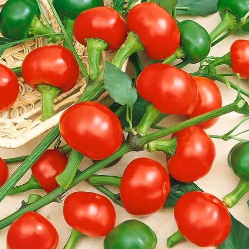 Перец острый Топик F1 Седек изображение 1 артикул 71659