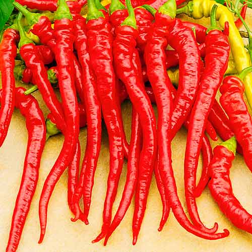 Перец сладкий Артист F1 изображение 1 артикул 71851