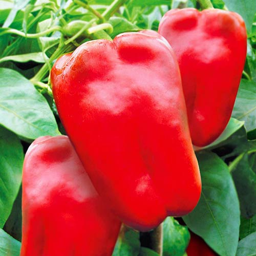 Перец сладкий Биг Бой артикул фото 1 Перец сладкий Биг Бой изображение 1 артикул 71766