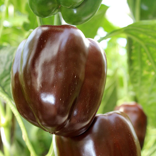 Перец сладкий Бочка шоколада F1 Premium Seeds изображение 1 артикул 83801
