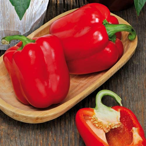 Перец сладкий Богатырь, семена артикул фото 1 Перец сладкий Богатырь, семена изображение 1 артикул 9837