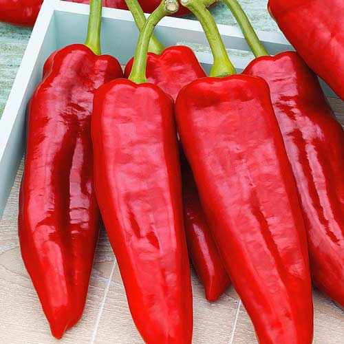 Перец сладкий Дольче де Испания артикул фото 1 Перец сладкий Дольче де Испания изображение 1 артикул 74024