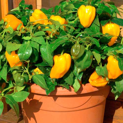 Перец сладкий Бэйби Йеллоу F1 изображение 1 артикул 65284