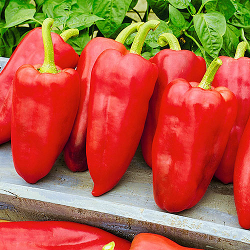 Перец сладкий Холодок F1 изображение 1 артикул 83808