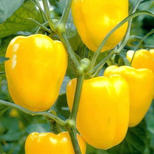 Перец сладкий Иволга, семена изображение 1 артикул 66334