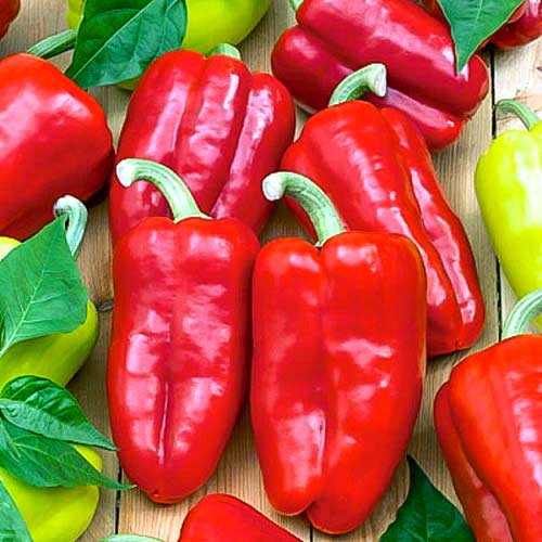 Перец сладкий Кавалер, семена изображение 1 артикул 66336