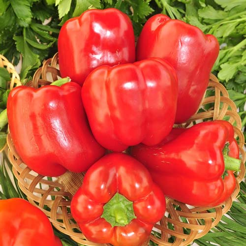 Перец сладкий Красное чудо артикул фото 1 Перец сладкий Красное чудо изображение 1 артикул 71771