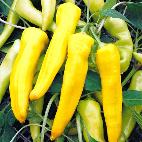 Перец сладкий Молния белая Седек изображение 1 артикул 71652