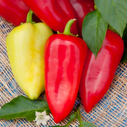 Перец сладкий Морозко, семена артикул фото 1 Перец сладкий Морозко, семена изображение 1 артикул 66337