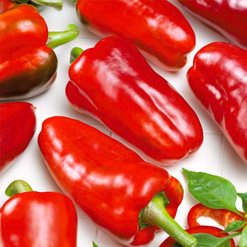 Перец сладкий Новосибирский артикул фото 1 Перец сладкий Новосибирский изображение 1 артикул 71772