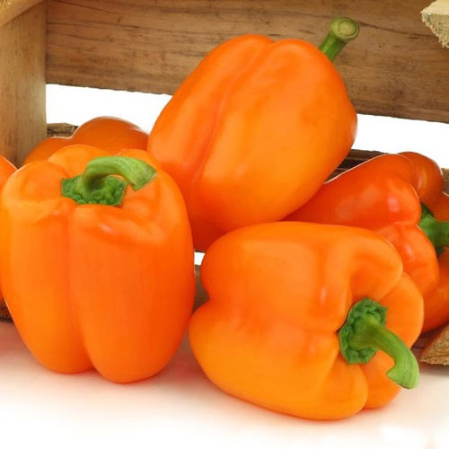 Перец сладкий Рыжий барин F1 Premium Seeds изображение 1 артикул 83806