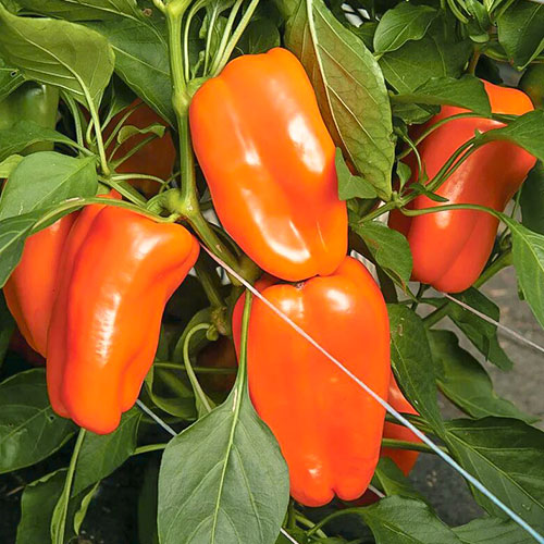 Перец сладкий Рыжий кот F1 Premium Seeds изображение 1 артикул 83807