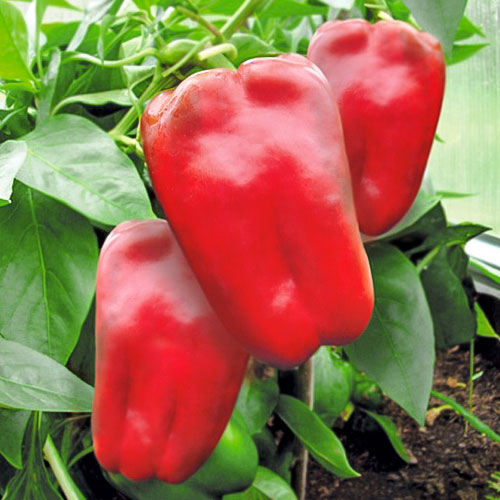 Перец сладкий Санькина любовь F1 Уральский дачник изображение 1 артикул 78414