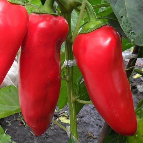 Перец сладкий Сибирский князь артикул фото 1 Перец сладкий Сибирский князь изображение 1 артикул 65386