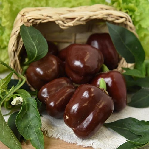 Перец сладкий Трюфелек F1, смесь сортов Русский огород НК изображение 1 артикул 65348