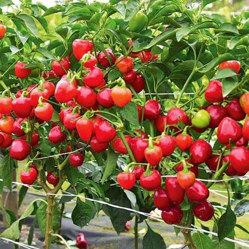 Перец сладкий Трюфелек красный F1 Русский огород НК изображение 1 артикул 71884