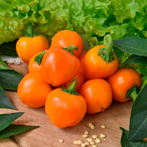 Перец сладкий Трюфелек оранжевый F1 Русский огород НК изображение 1 артикул 71288