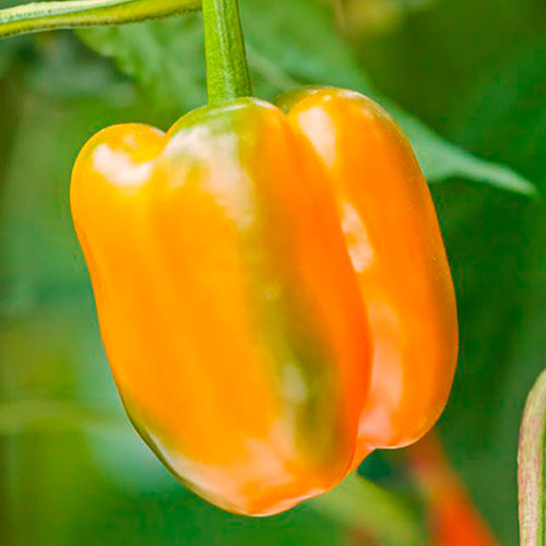 Перец сладкий Знатный толстяк F1 Уральский дачник изображение 1 артикул 78412