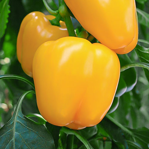 Перец сладкий Золотая бочка Premium Seeds изображение 1 артикул 83803