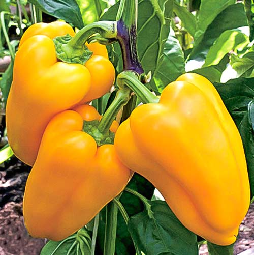 Перец сладкий Золотая осень, семена изображение 1 артикул 65930