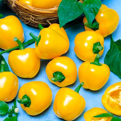 Перец сладкий Золотистая малютка F1 изображение 1 артикул 71852