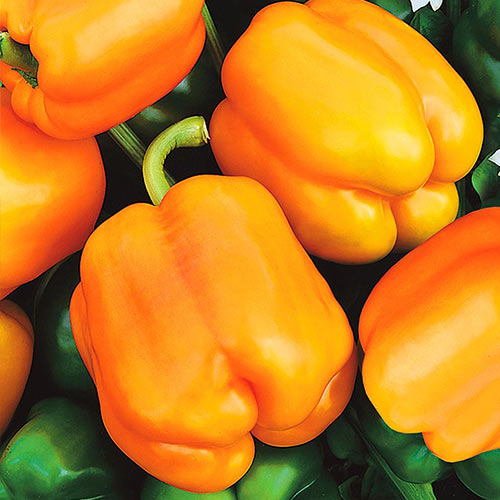 Перец сладкий Золотой юбилей Уральский дачник изображение 1 артикул 74218