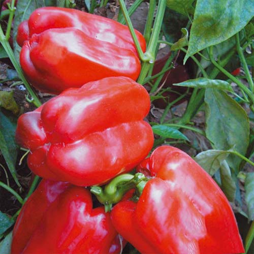 Перец сладкий Бон аппетит F1 изображение 1 артикул 65349